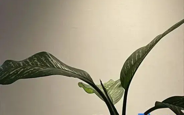 Hua Zhu Hui