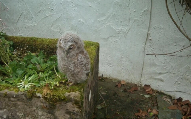 Nest Barn