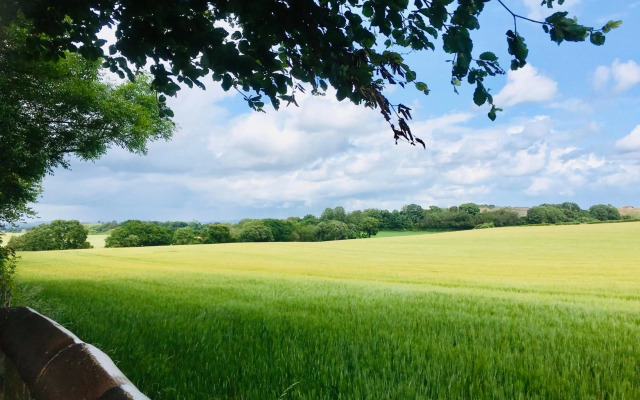 The Little Beech Tree