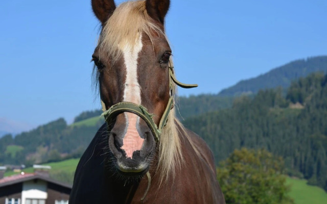 Spacious Holiday Home in Niedernfritz with Private Terrace