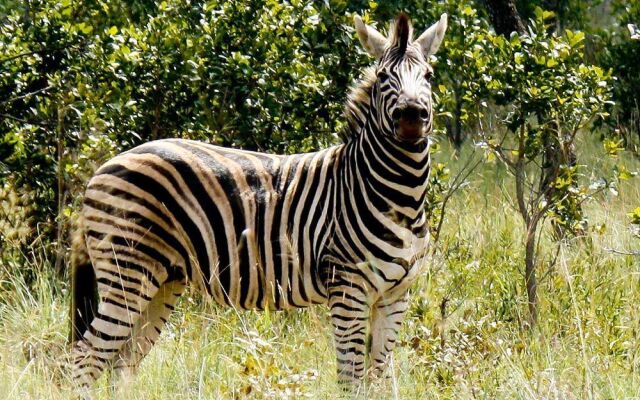 Lejwe La Metsi Game Farm Pty Ltd