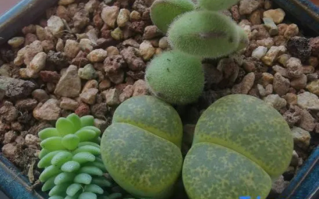 Traveler Time Seaview Hotel