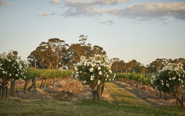 Wandin Valley Estate