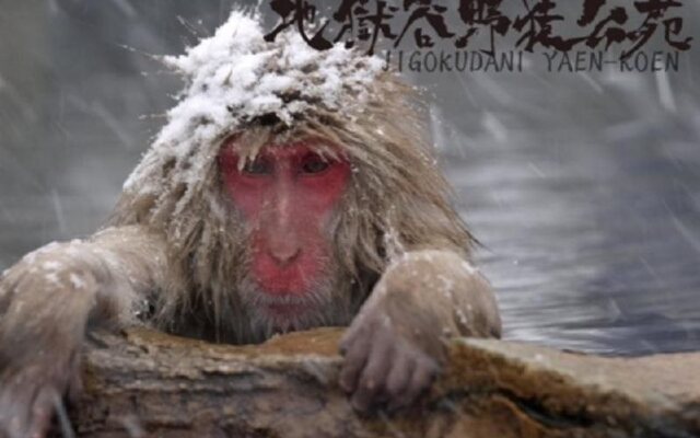 Balls Deep Inn Hakuba