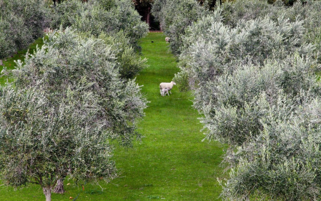 Olio Bello Lakeside Glamping