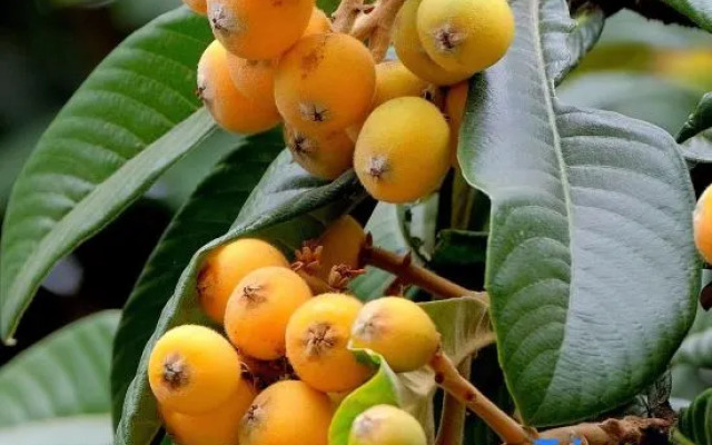 Loquat tree hostel