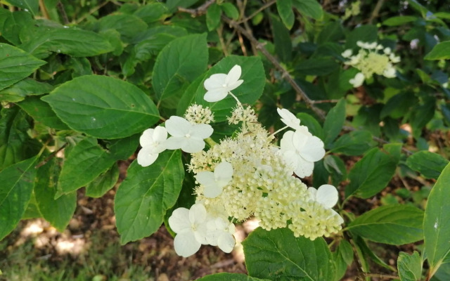 Pension Haus Anneliese