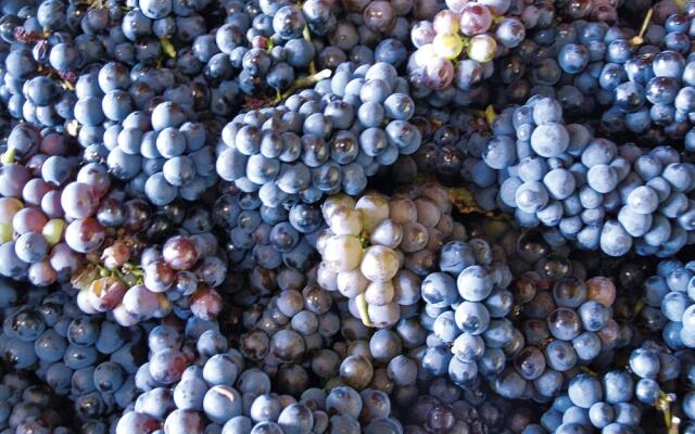 Charming Hunting Lodge near Loupian with garden