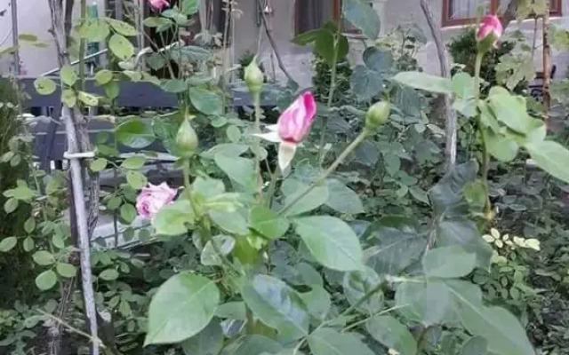 Guesthouse Saba