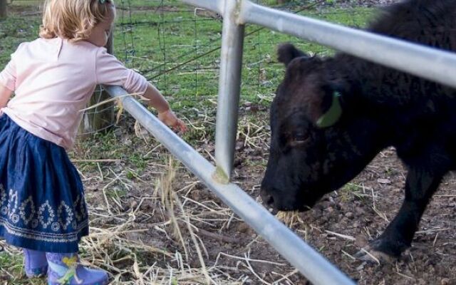 Jacaranda Creek Farmstay and Bed and Breakfast