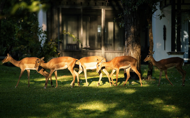 Royal Livingstone Victoria Falls Zambia Hotel by Anantara