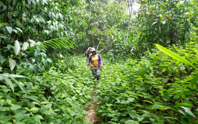 Explorer by Eco team - Sinharaja