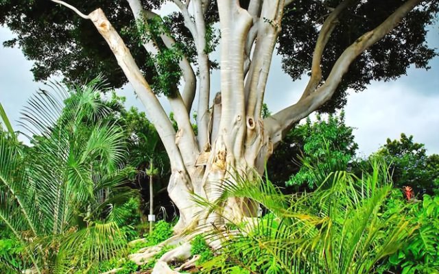 Banyan Tree Sanctuary