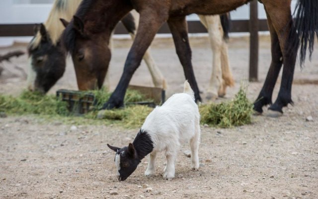 Olive Grove Guest Farm