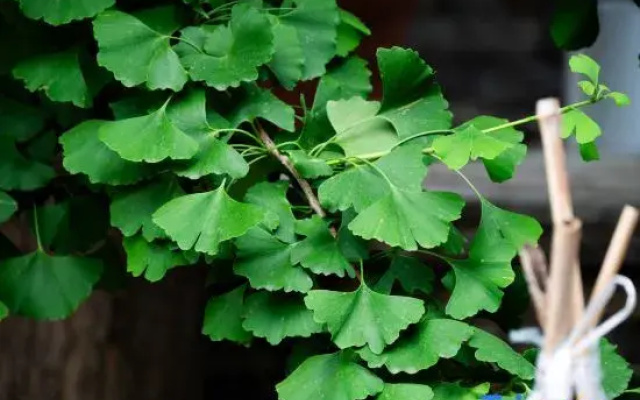 Two Ginkgo Trees · Old House Courtyard Homestay (Tianjin Jizhou Xijingyu)