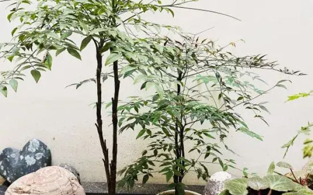 Youjing Xiaoyuan Homestay (Luoyi Ancient City Street Branch)