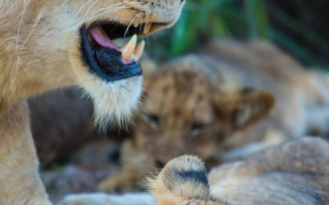 Lion Sands Tinga Lodge