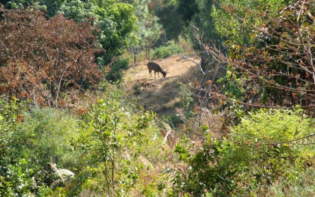 Auranya The Mystical Himalayan Retreat