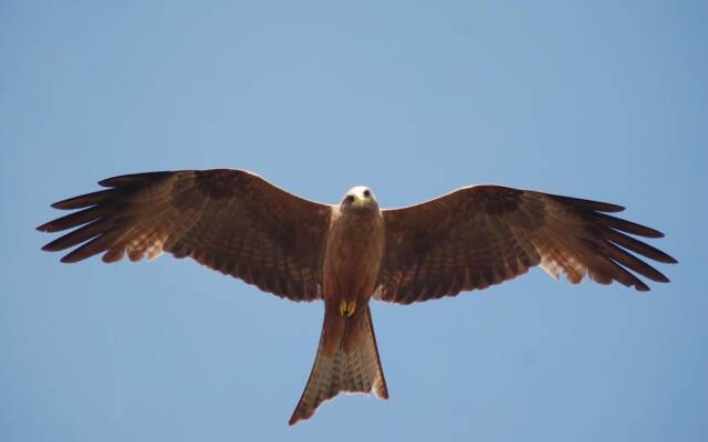 Mara Intrepids Tented Camp