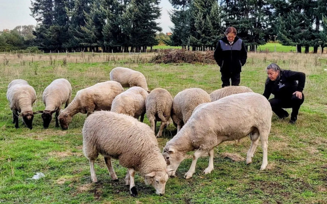 Cabañas Molino Viejo