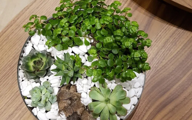 Green Apartments- Ericius Group