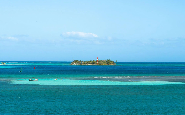 Caribbean Coral