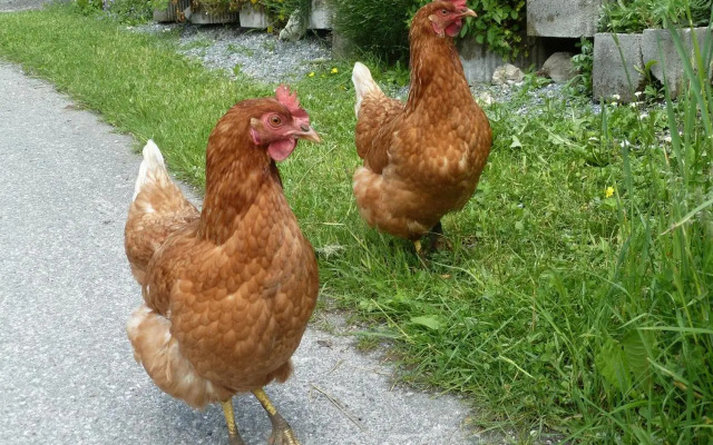 Rainerhof