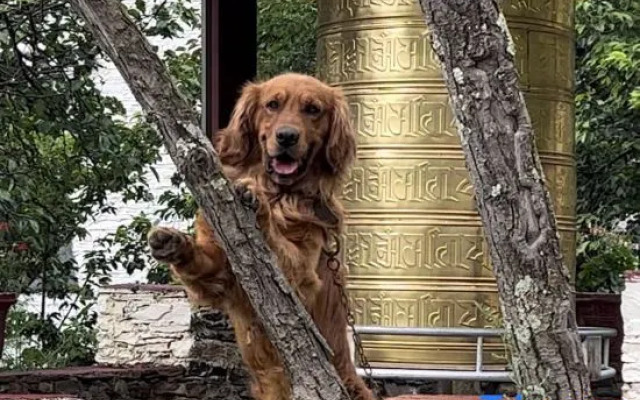 The Happy Bandmo's Home