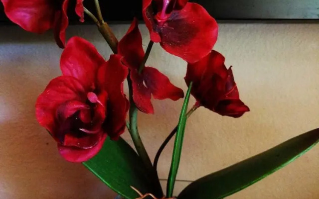 Willow Manor Brits Guest House