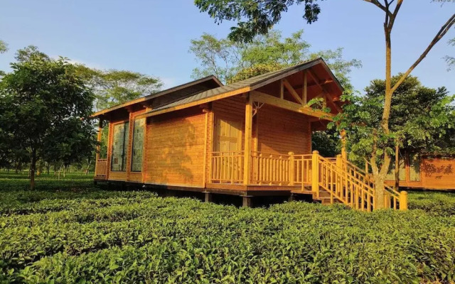 The Postcard in the Durrung Tea Estate