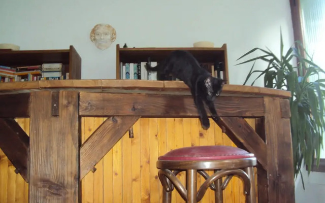 El gato negro