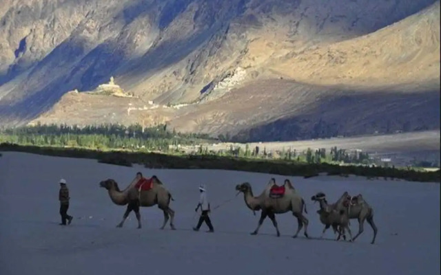 Cold Desert Camp