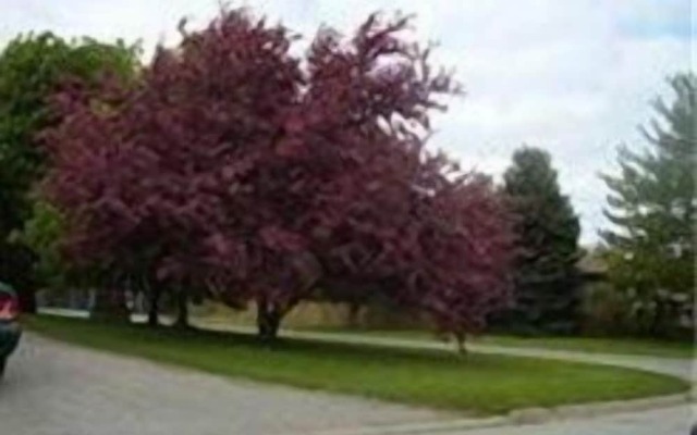 Niagara-on-the-Lake Furnished Rentals
