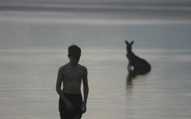 Lake Weyba Noosa Lodge & Kangaroos