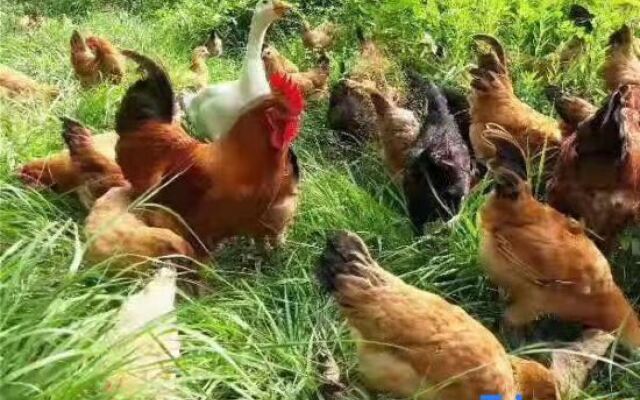 Siding Shanju Homestay