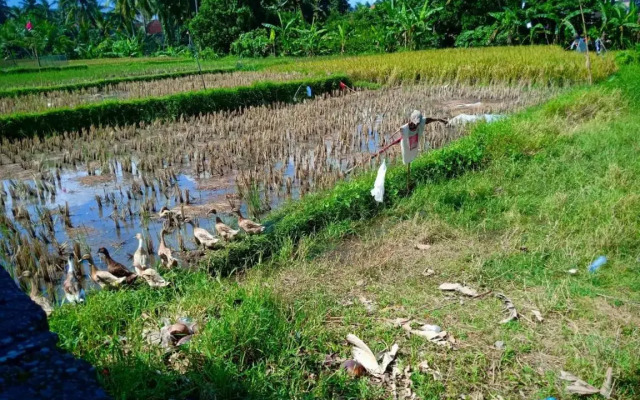 Uma Kutuh 2