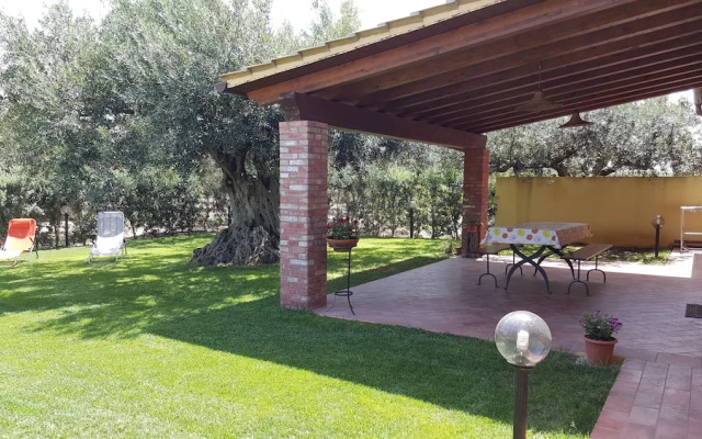 House Surrounded by Olive Trees