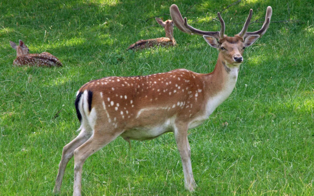 Waldhotel Felsenkeller