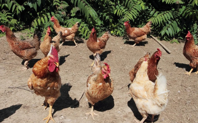 Agriturismo Le Stringaie