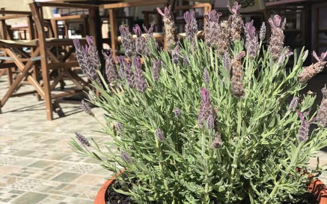 Petit Bistro Panzió