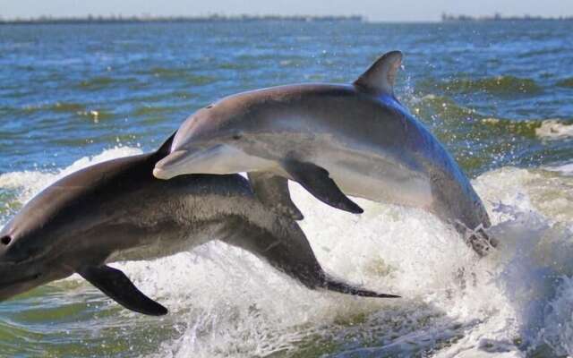 The Little Oasis Beach House