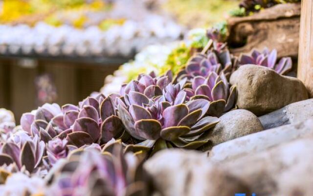 TaiShidi Think House garden