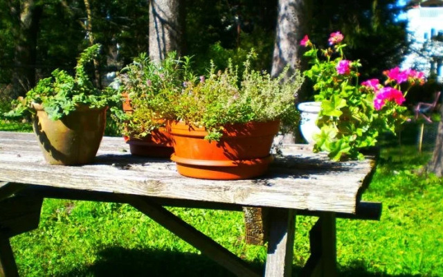 Elizabeth's Rose Cottage
