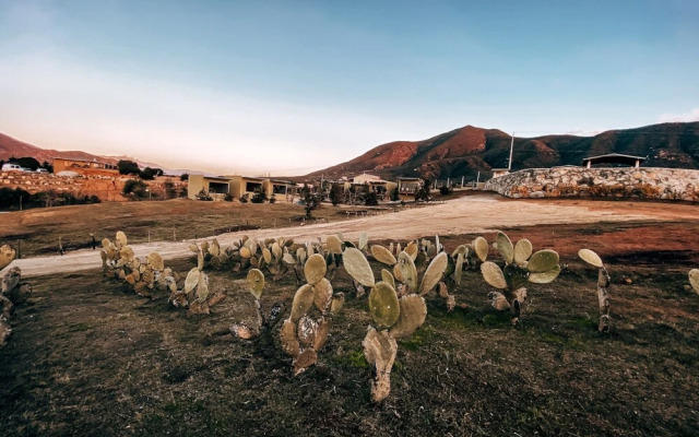 Palta 60 Valle de Guadalupe