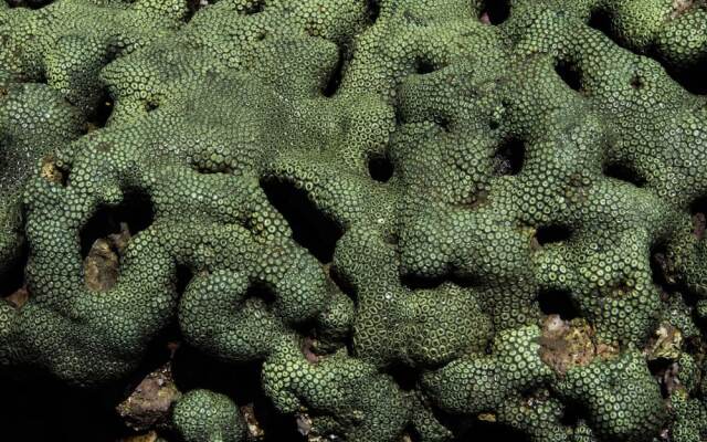 Pangani Cliffs Lodge