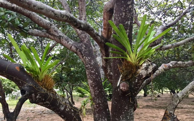 Dracaena Resort