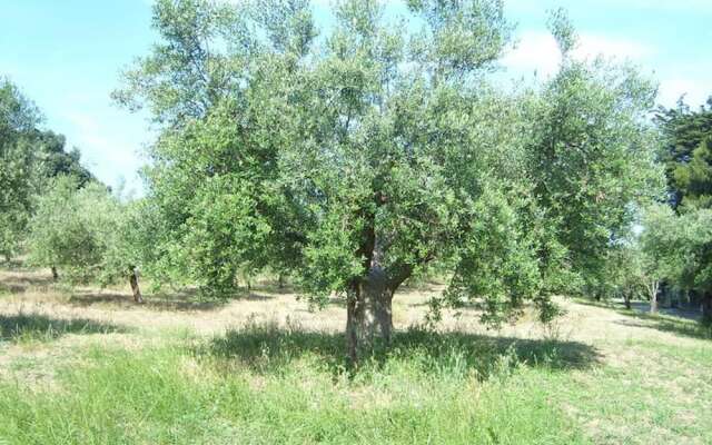 The Italian Countryside - Agriturismo Collina Delle Streghe