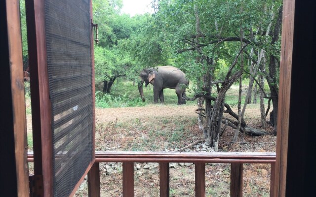 Elephant Hide by Cacao