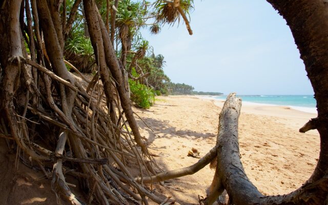 Turtle Paradise
