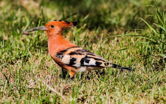 Lake Nakuru Lodge